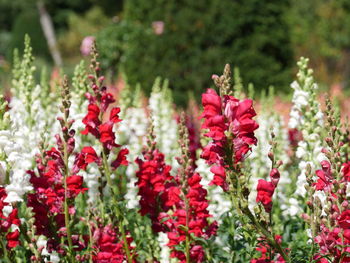 Close-up of purple flowering plants on field