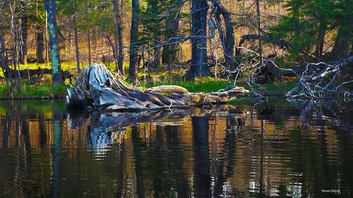 Reflection of trees in lake