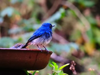 Close-up of bird perching on plant