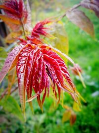 Close-up of wet red flower