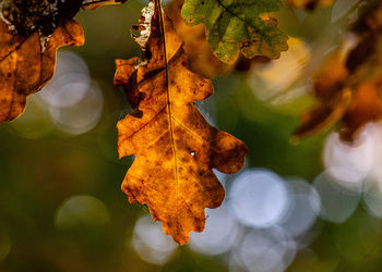 Close-up of maple leaves on plant