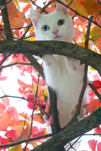Low angle view of cat sitting on tree