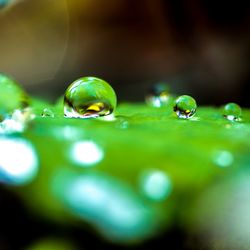 Close-up of water drop on leaf