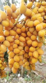 Close-up of fruits on tree
