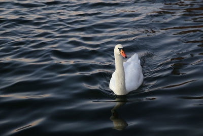 Swan swimming in lake