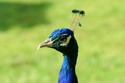 Close-up of peacock