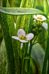 Close-up of flowering plant