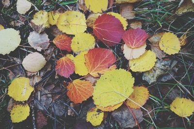 Fallen leaves on ground