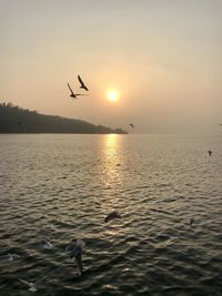 Silhouette of birds flying over sea at sunset