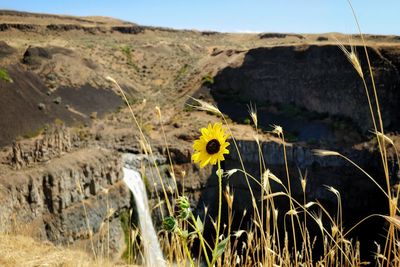 Yellow flowering plant on field against mountain