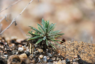 Close-up of plant growing on rock