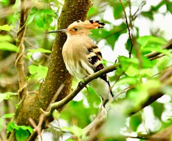 Bird perching on a branch