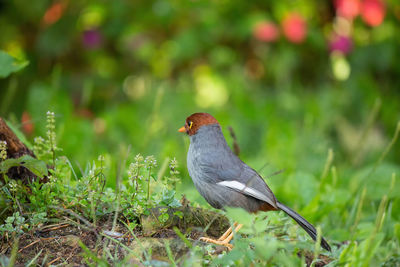 Bird perching on a field