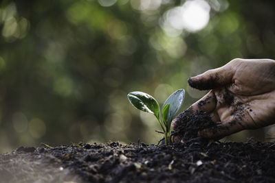 Close-up of hand holding plant