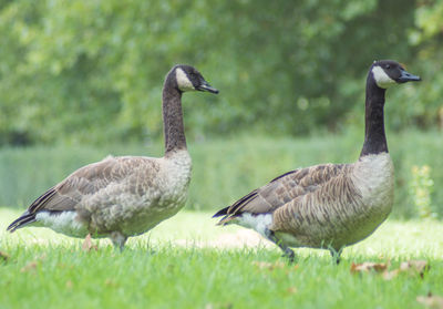 Ducks on a field