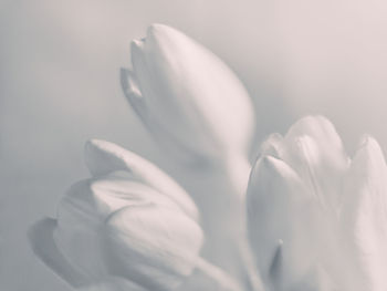 Close-up of white flowers