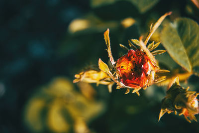 Close-up of insect on flower