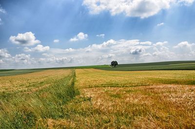 Scenic view of agricultural field against sky