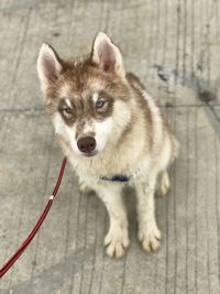 Portrait of dog standing outdoors