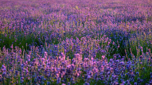 Full frame shot of lavender growing on field during sunset