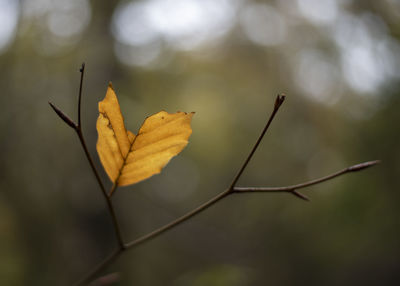 Close-up of dried leaves