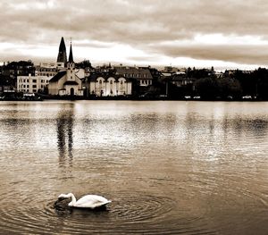 Swans swimming in lake against sky