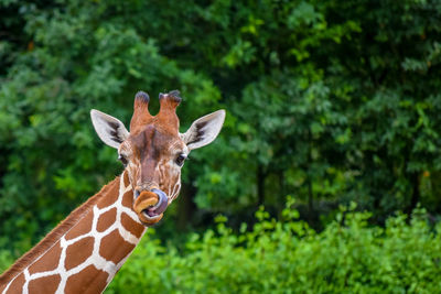 Portrait of giraffe sticking out tongue in forest