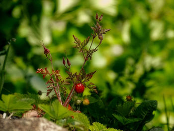 Close-up of red berries on plant in field