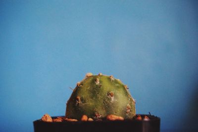 Close-up of cactus against sky