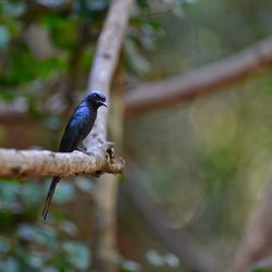 Close-up of bird perching on branch