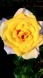 Close-up of wet yellow flower blooming outdoors