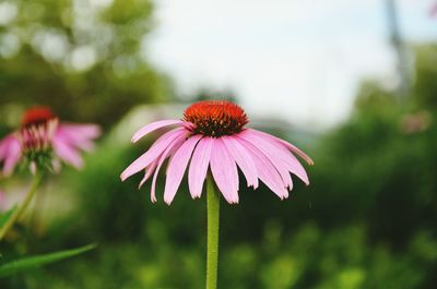 Close-up of eastern purple coneflower