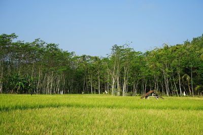 Scenic view of trees on field against sky