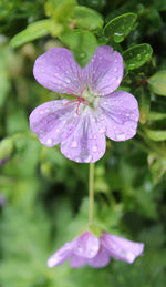 Close-up of water drops on pink flower