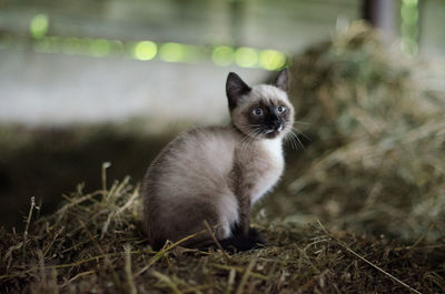 Portrait of cat on grass