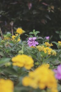 Close-up of yellow flowering plants in park