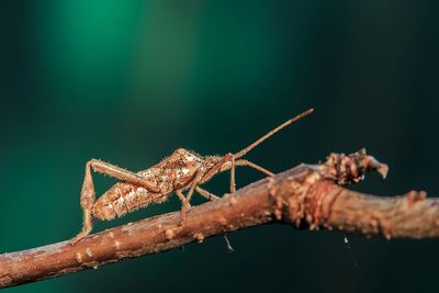 Close-up of insect