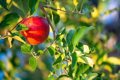 Close-up of strawberry growing on tree