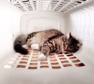 Cat resting on tiled floor