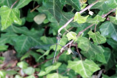 Close-up of insect on leaf