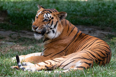 Tiger resting on a field