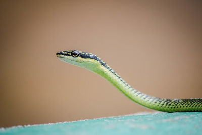 Close-up of lizard