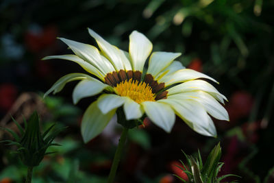 Close-up of white flower blooming outdoors