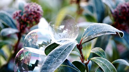 Close-up of plants against blurred background