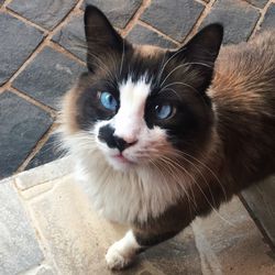 Close-up portrait of cat on footpath