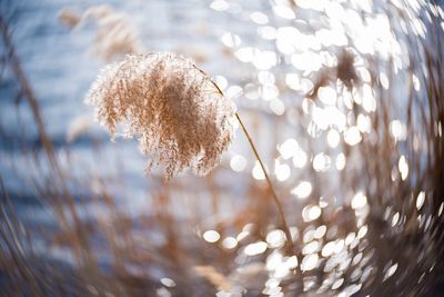 Close-up of frozen plant