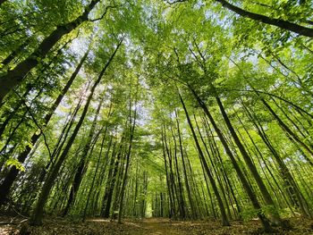 Low angle view of bamboo trees in forest