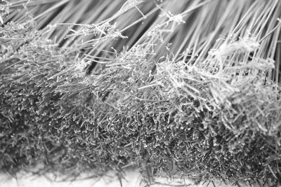 Close-up of frozen plants