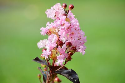 Close-up of pink flowers blooming outdoors