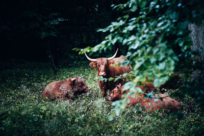 Cows relaxing on land